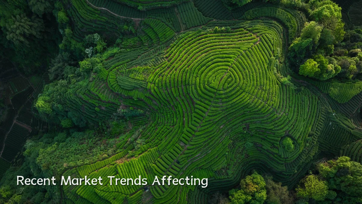 Recent Market Trends Affecting